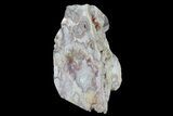 Polished Crazy Lace Agate Stand Up - Mexico #79739-2